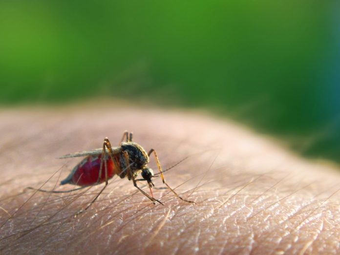 what-is-malaria-1524674161